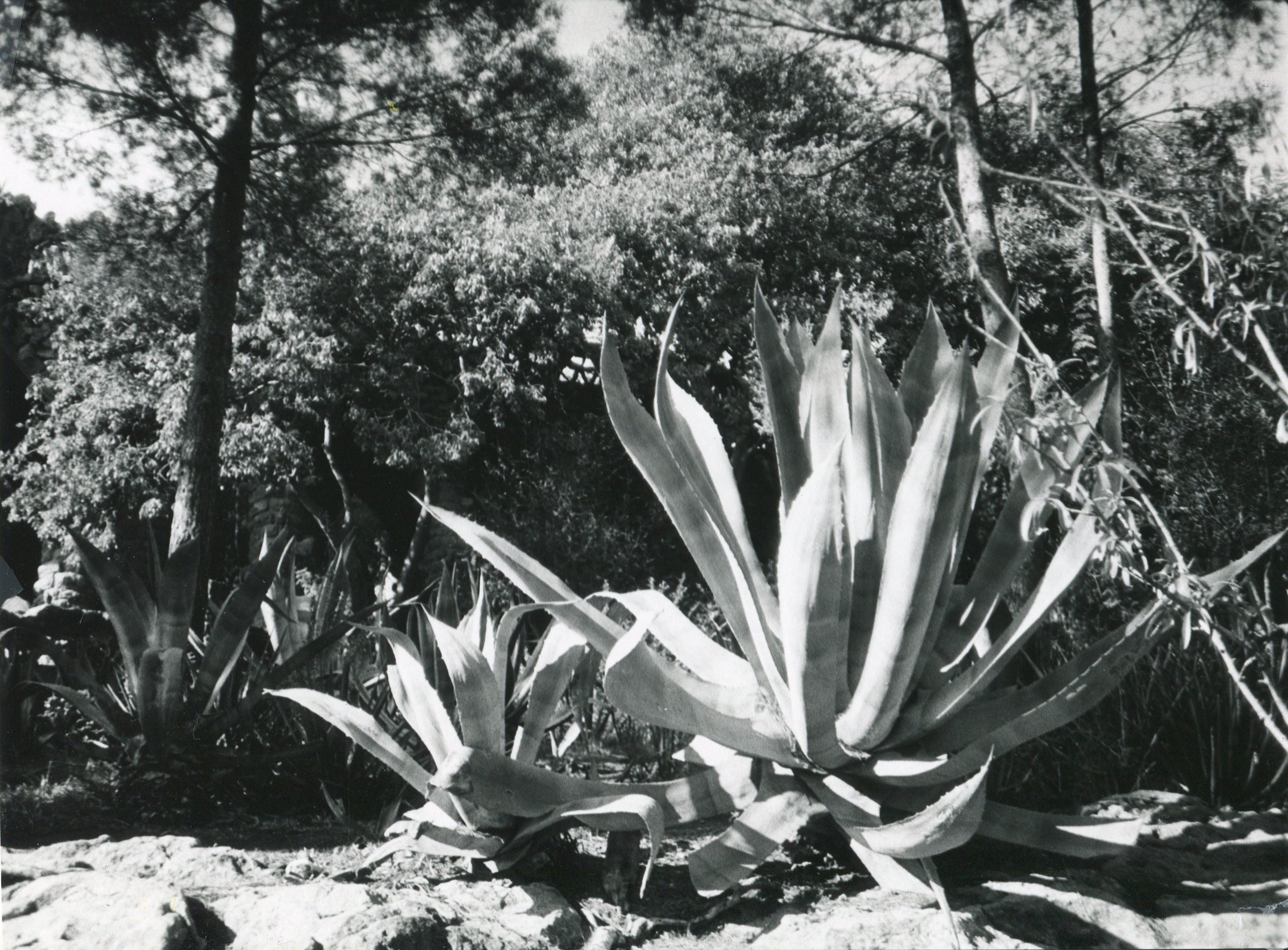 Fine Together | Posters-prints, Photographs | Rafael Guerrero Céspedes | Beauton Art Gallery posters-prints, photographs, aesthetic, figurative, landscape, still-life, botany, moods, nature, science, seasons, beige, black, grey, white, photographs, beautiful, black-and-white, contemporary-art, day, decorative, flowers, forest, horizontal, natural, naturalism, outdoors, scenery, spring, summer, tranquil, trees, wild, Buy original high quality art. Paintings, drawings, limited edition prints & posters by talented artists.