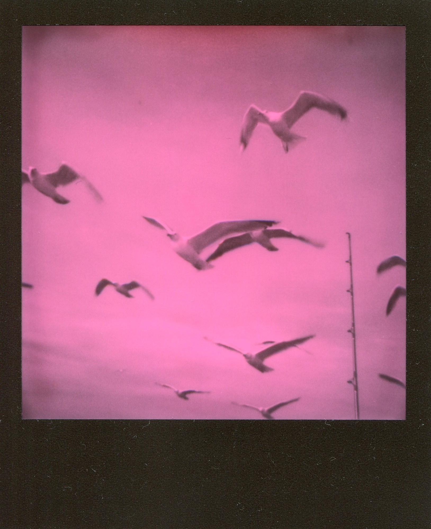 Seagulls (Series 2/2) - 9 x 11 cm.  Original photo in a limited edition of 12 by Rafael Guerrero, photographer and painter.    The photograph is analog and is produced by Rafael's hands and there will be very small variations for each copy.