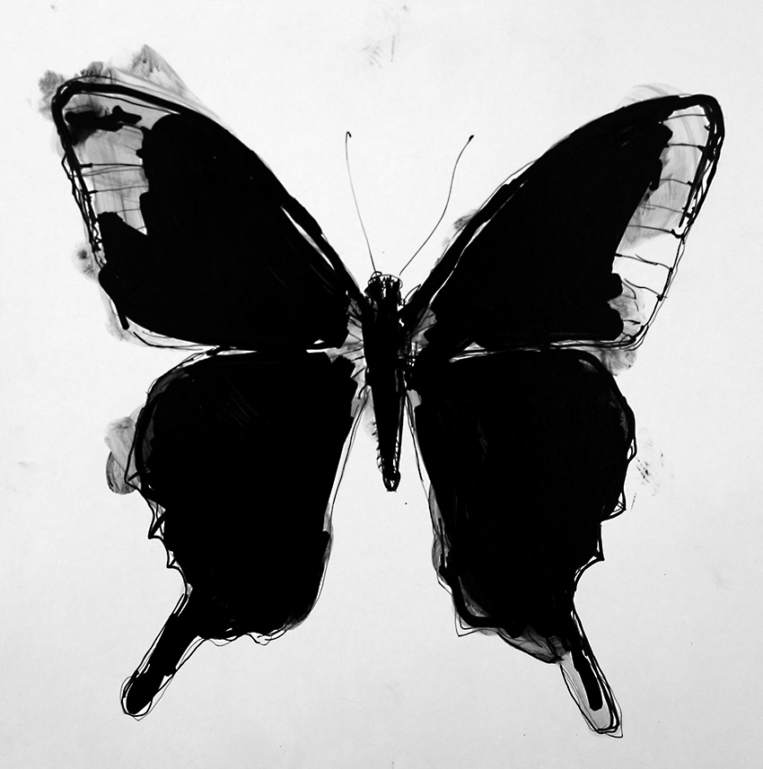 Butterfly 15 Beauton Art Gallery