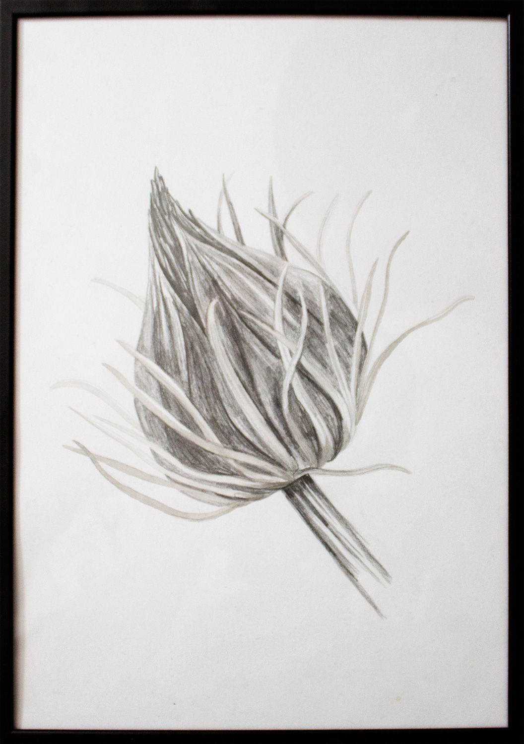 drawings, aesthetic, family-friendly, figurative, landscape, monochrome, botany, black, white, paper, pencils, beautiful, black-and-white, flowers, interior, interior-design, natural, naturalism, plants, pretty, Buy original high quality art. Paintings, drawings, limited edition prints & posters by talented artists.
