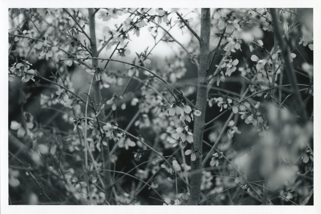 Yduns woods | Posters-prints, Photographs | Rafael Guerrero Céspedes | Beauton Art Gallery posters-prints, photographs, aesthetic, landscape, monochrome, still-life, botany, moods, nature, seasons, black, grey, white, photographs, atmosphere, beautiful, black-and-white, contemporary-art, decorative, farm, flowers, forest, horizontal, love, natural, naturalism, nordic, outdoors, photorealistic, realism, romantic, spring, tranquil, trees, weird, wild, Buy original high quality art. Paintings, drawings, limited edition prints & posters by talented artists.