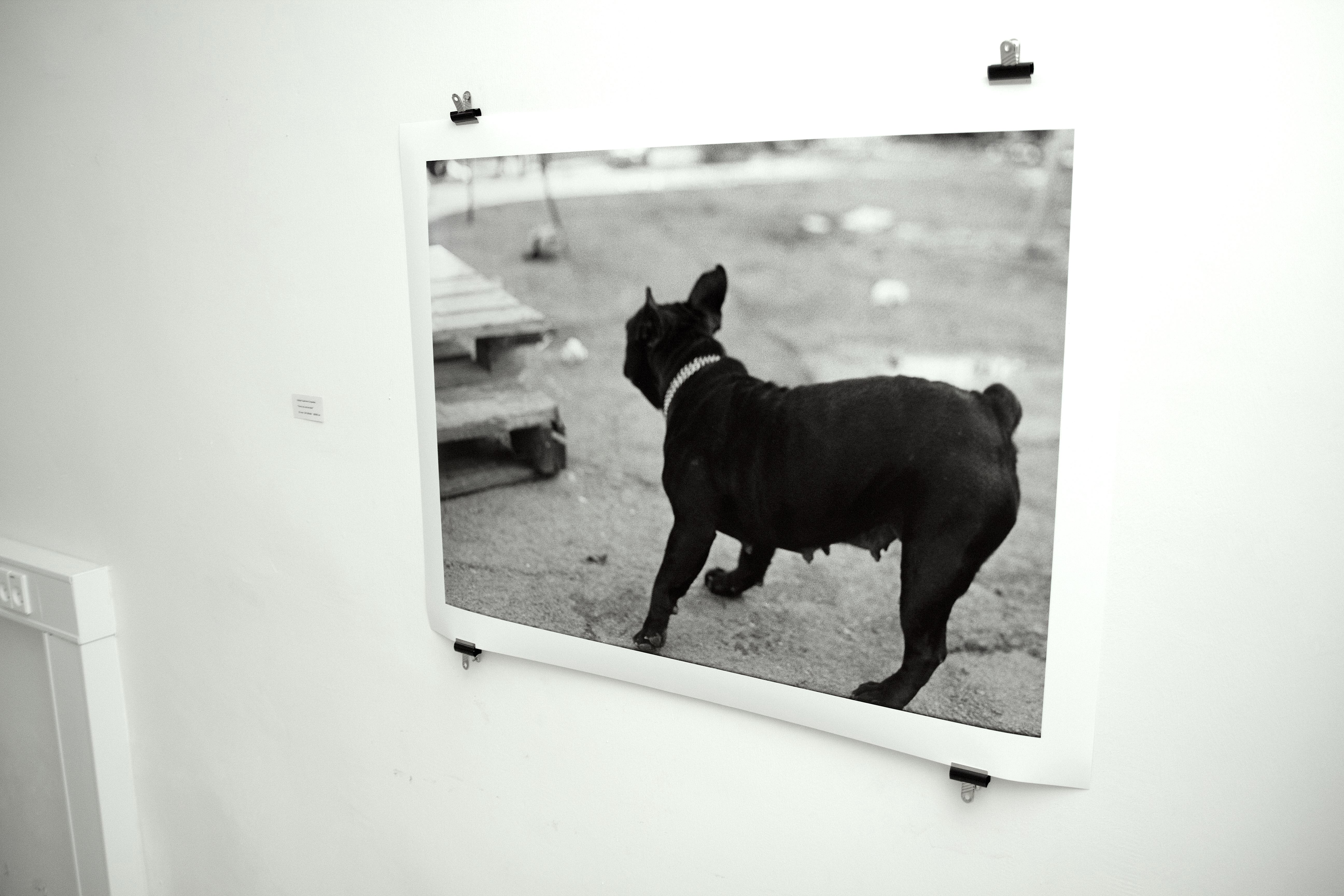 posters-prints, photographs, expressive, figurative, monochrome, portraiture, animals, everyday life, humor, movement, pets, beige, black, photographs, amusing, black-and-white, contemporary-art, cute, day, decorative, dogs, modern-art, nordic, outdoors, posters, pretty, scandinavien, silhouette, streets, urban, vibrant, Buy original high quality art. Paintings, drawings, limited edition prints & posters by talented artists.