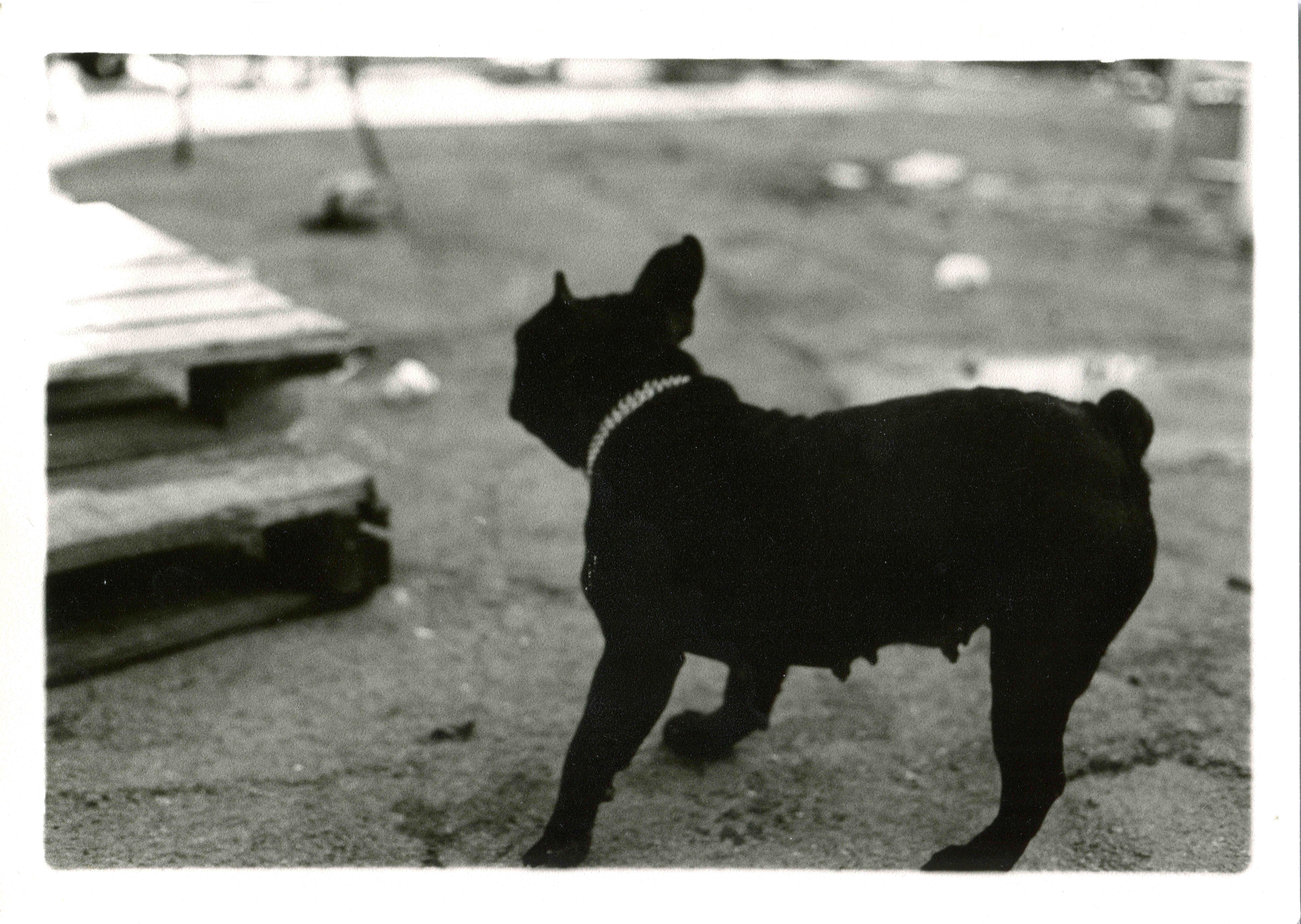 posters-prints, photographs, expressive, figurative, monochrome, portraiture, animals, everyday life, humor, movement, pets, beige, black, photographs, amusing, black-and-white, contemporary-art, cute, day, decorative, dogs, modern-art, nordic, outdoors, posters, pretty, scandinavien, silhouette, streets, urban, vibrant, Buy original high quality art. Paintings, drawings, limited edition prints & posters by talented artists.