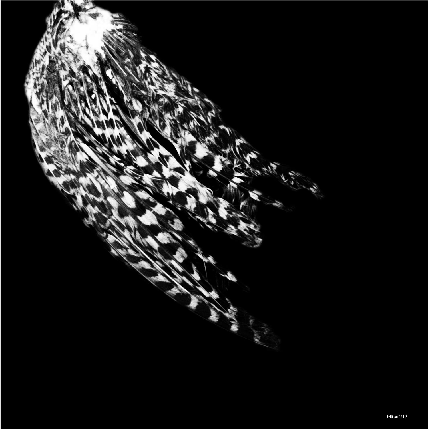 black and white bird aesthetic, stylish, beautiful, artistic photographs for sale - online contemporary art