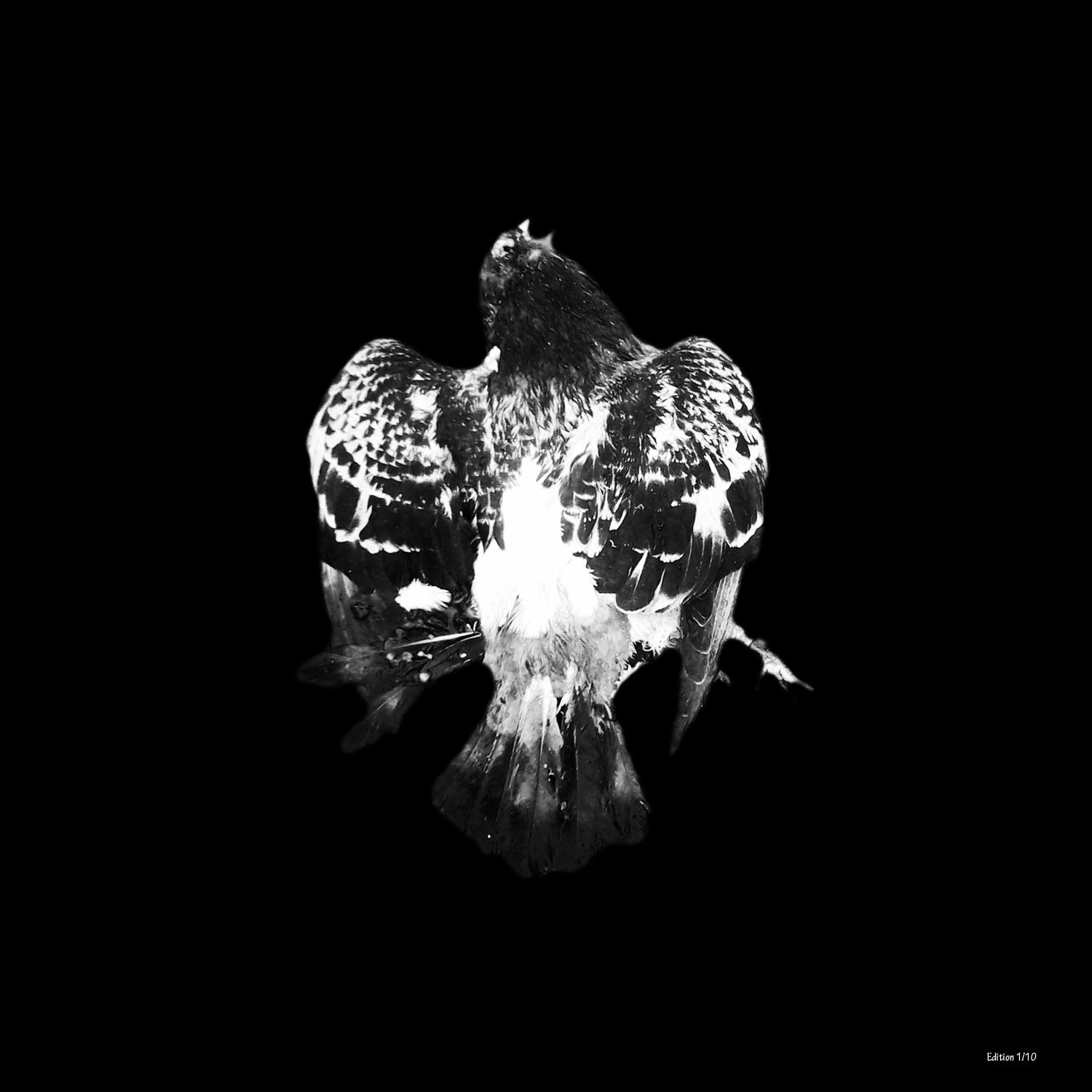 Roadkill 5 Beauton Art Gallery