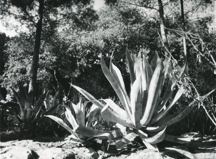 Fine Together | Posters-prints, Photographs | Rafael Guerrero Céspedes | Beauton Art Gallery posters-prints, photographs, aesthetic, figurative, landscape, still-life, botany, moods, nature, science, seasons, beige, black, grey, white, photographs, beautiful, black-and-white, contemporary-art, day, decorative, flowers, forest, horizontal, natural, naturalism, outdoors, scenery, spring, summer, tranquil, trees, wild, Buy original high quality art. Paintings, drawings, limited edition prints & posters by talented artists.