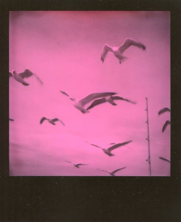 Seagulls (Series 2/2) - 9 x 11 cm.  Original photo in a limited edition of 12 by Rafael Guerrero, photographer and painter.    The photograph is analog and is produced by Rafael's hands and there will be very small variations for each copy.