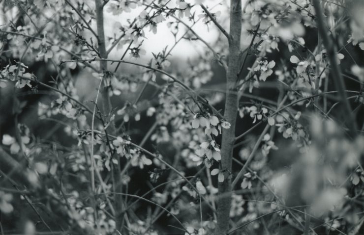 Yduns woods | Posters-prints, Photographs | Rafael Guerrero Céspedes | Beauton Art Gallery posters-prints, photographs, aesthetic, landscape, monochrome, still-life, botany, moods, nature, seasons, black, grey, white, photographs, atmosphere, beautiful, black-and-white, contemporary-art, decorative, farm, flowers, forest, horizontal, love, natural, naturalism, nordic, outdoors, photorealistic, realism, romantic, spring, tranquil, trees, weird, wild, Buy original high quality art. Paintings, drawings, limited edition prints & posters by talented artists.