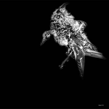 black and white bird aesthetic, stylish, beautiful, artistic photographs for sale - online contemporary art