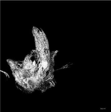 Roadkill #2 - 50 x 50. A photograph by photographer Miss Holm. Talented photographers, Online art photos, photo,