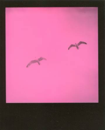 Seagulls (Series 1/2) - 9 x 11 cm.  Original photo in a limited edition of 12 by Rafael Guerrero, photographer and painter.  The photograph is analog and is produced by Rafael's hands and there will be very small variations for each copy.