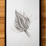 drawings, aesthetic, family-friendly, figurative, landscape, monochrome, botany, black, white, paper, pencils, beautiful, black-and-white, flowers, interior, interior-design, natural, naturalism, plants, pretty, Buy original high quality art. Paintings, drawings, limited edition prints & posters by talented artists.