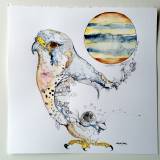 Kestrel and Jupiter - 44 x 45 cm. An original illustration by artist Marianne Stenberg. The illustrationen is framed strong and expressive art illustrations and drawings, talented Danish illustrator