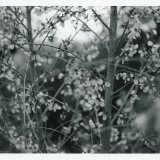 Yduns woods | Posters-prints, Photographs | Rafael Guerrero Céspedes | Beauton Art Gallery posters-prints, photographs, aesthetic, landscape, monochrome, still-life, botany, moods, nature, seasons, black, grey, white, photographs, atmosphere, beautiful, black-and-white, contemporary-art, decorative, farm, flowers, forest, horizontal, love, natural, naturalism, nordic, outdoors, photorealistic, realism, romantic, spring, tranquil, trees, weird, wild, Buy original high quality art. Paintings, drawings, limited edition prints & posters by talented artists.