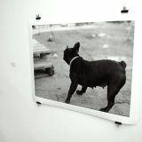 posters-prints, photographs, expressive, figurative, monochrome, portraiture, animals, everyday life, humor, movement, pets, beige, black, photographs, amusing, black-and-white, contemporary-art, cute, day, decorative, dogs, modern-art, nordic, outdoors, posters, pretty, scandinavien, silhouette, streets, urban, vibrant, Buy original high quality art. Paintings, drawings, limited edition prints & posters by talented artists.