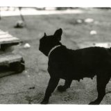 posters-prints, photographs, expressive, figurative, monochrome, portraiture, animals, everyday life, humor, movement, pets, beige, black, photographs, amusing, black-and-white, contemporary-art, cute, day, decorative, dogs, modern-art, nordic, outdoors, posters, pretty, scandinavien, silhouette, streets, urban, vibrant, Buy original high quality art. Paintings, drawings, limited edition prints & posters by talented artists.