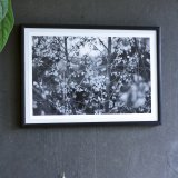 Yduns woods | Posters-prints, Photographs | Rafael Guerrero Céspedes | Beauton Art Gallery posters-prints, photographs, aesthetic, landscape, monochrome, still-life, botany, moods, nature, seasons, black, grey, white, photographs, atmosphere, beautiful, black-and-white, contemporary-art, decorative, farm, flowers, forest, horizontal, love, natural, naturalism, nordic, outdoors, photorealistic, realism, romantic, spring, tranquil, trees, weird, wild, Buy original high quality art. Paintings, drawings, limited edition prints & posters by talented artists.