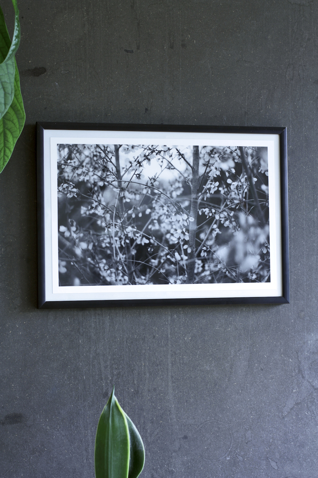 Yduns woods | Posters-prints, Photographs | Rafael Guerrero Céspedes | Beauton Art Gallery posters-prints, photographs, aesthetic, landscape, monochrome, still-life, botany, moods, nature, seasons, black, grey, white, photographs, atmosphere, beautiful, black-and-white, contemporary-art, decorative, farm, flowers, forest, horizontal, love, natural, naturalism, nordic, outdoors, photorealistic, realism, romantic, spring, tranquil, trees, weird, wild, Buy original high quality art. Paintings, drawings, limited edition prints & posters by talented artists.